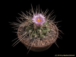 Thelocactus hintonii 2366